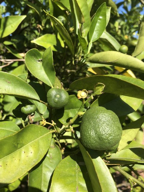 El CGC ofrece colaboración contra el ´Cotonet de Sudáfrica´ - 1, Foto 1