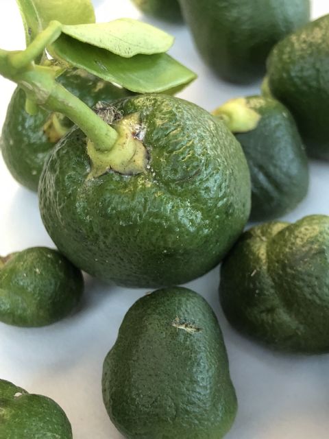 El CGC ofrece colaboración contra el ´Cotonet de Sudáfrica´ - 2, Foto 2