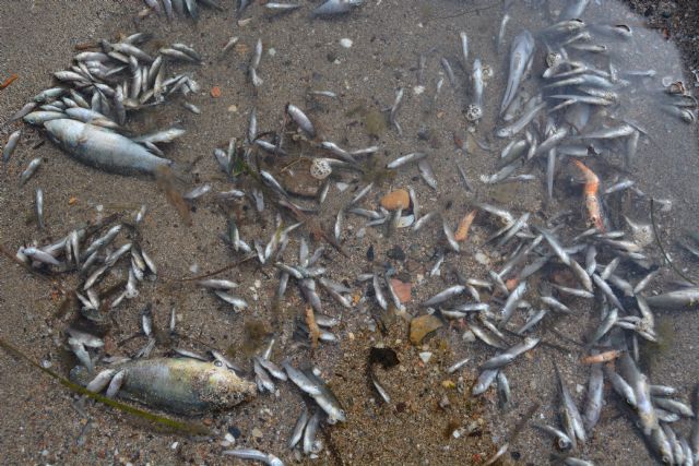 ANSE y WWF piden que no se de por cerrado el episodio de mortalidad de peces en el Mar Menor - 3, Foto 3