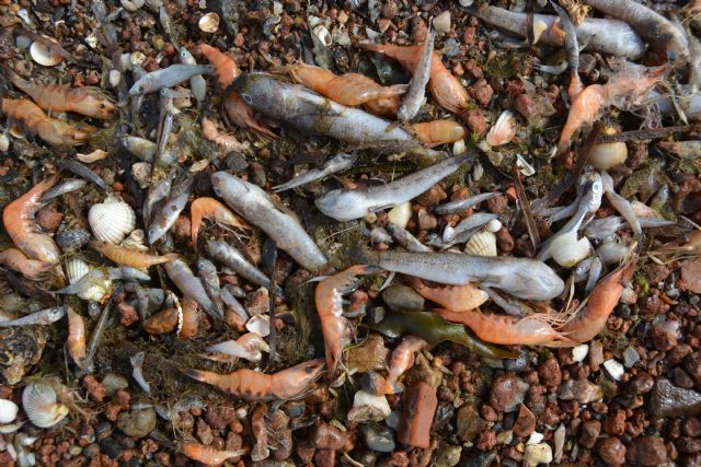 ANSE y WWF piden que no se de por cerrado el episodio de mortalidad de peces en el Mar Menor - 4, Foto 4