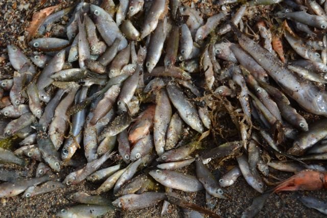 ANSE y WWF piden que no se de por cerrado el episodio de mortalidad de peces en el Mar Menor - 2, Foto 2