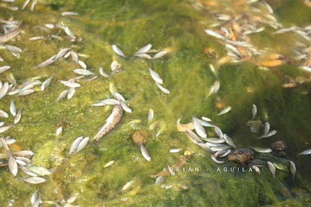 El Mar Menor contra las cuerdas - 1, Foto 1