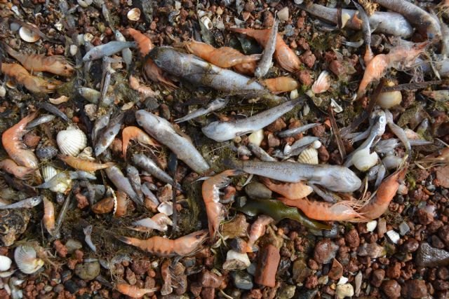 Podemos pide a populares y socialistas que aparquen los enfrentamientos y apoyen su propuesta para convertir al Mar Menor en un espacio protegido - 1, Foto 1