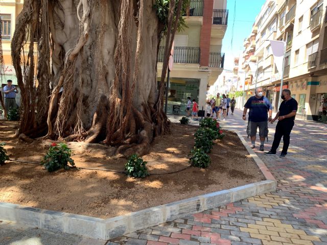 Los centenarios Ficus de la Glorieta disfrutan ya de parterres más amplios - 3, Foto 3