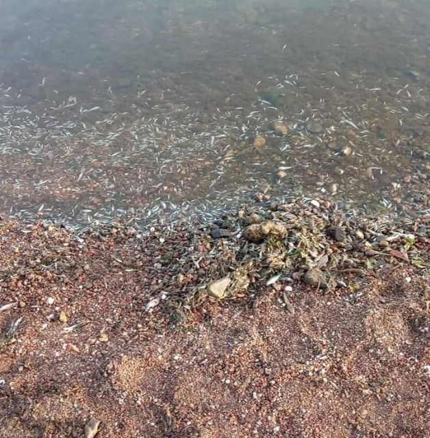 Ante el ecocidio del Mar Menor, MC reclama la aplicación del artículo 155 de la Constitución y que se retiren las competencias medioambientales al Gobierno regional - 1, Foto 1