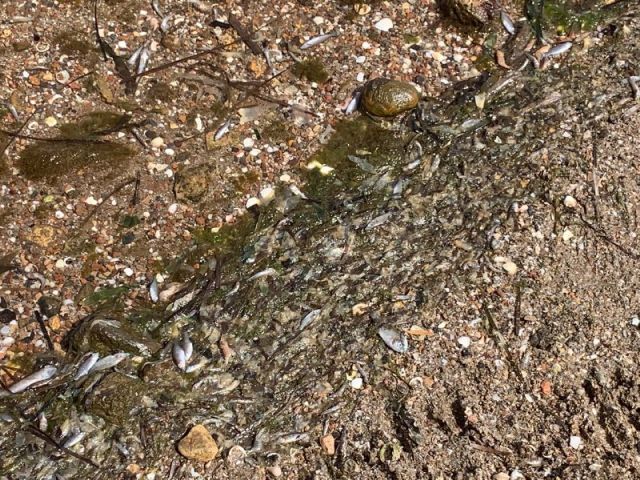 Ante el ecocidio del Mar Menor, MC reclama la aplicación del artículo 155 de la Constitución y que se retiren las competencias medioambientales al Gobierno regional - 2, Foto 2