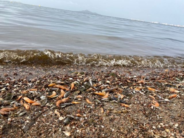 Ante el ecocidio del Mar Menor, MC reclama la aplicación del artículo 155 de la Constitución y que se retiren las competencias medioambientales al Gobierno regional - 3, Foto 3