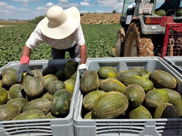 Peris comercializa un 40% más de melón piel de sapo de origen Murcia con respecto a 2020 - 2, Foto 2