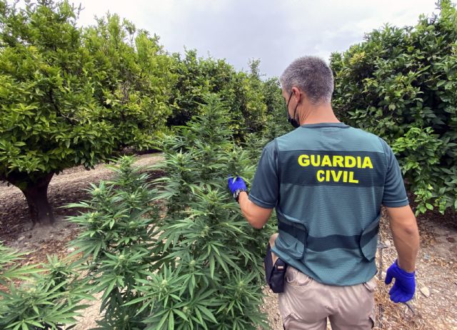 La Guardia Civil desmantela un clan familiar que cultivaba marihuana en una finca de Fortuna - 1, Foto 1