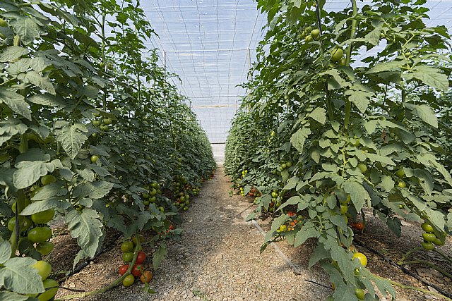 CuTE desmonta cinco fake news sobre el cultivo en invernadero - 1, Foto 1