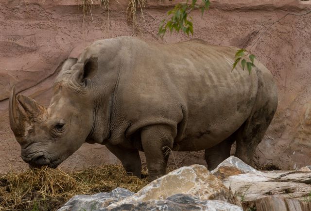 Terra Natura Murcia celebra el cumpleaños de Chiqui, su rinoceronte blanco más longevo - 1, Foto 1