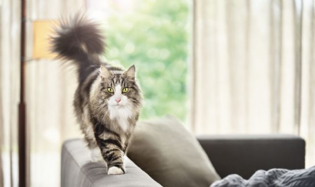 Innovación única y sin precedentes en la alimentación para mascotas - 2, Foto 2