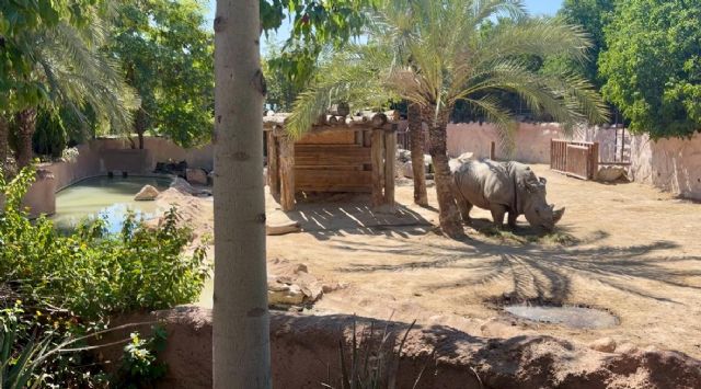 El rinoceronte blanco más longevo de Terra Natura Murcia cumple 39 años - 1, Foto 1