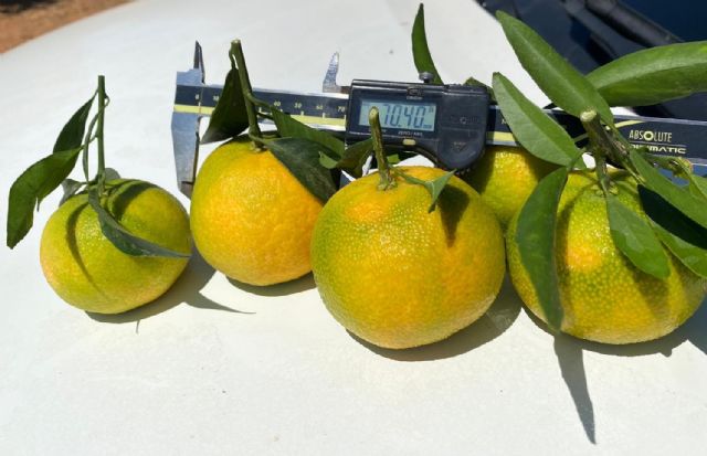 Grandes operadores comprueban las virtudes de la clementina XLO para poder competir con las mandarinas del hemisferio sur - 2, Foto 2