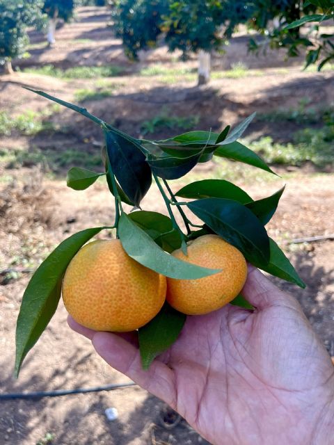 Grandes operadores comprueban las virtudes de la clementina XLO para poder competir con las mandarinas del hemisferio sur - 3, Foto 3