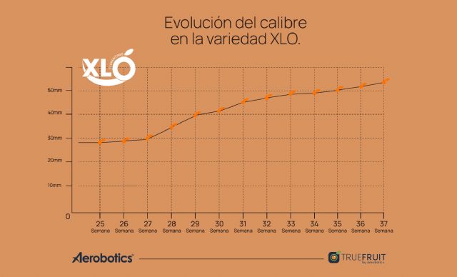 Grandes operadores comprueban las virtudes de la clementina XLO para poder competir con las mandarinas del hemisferio sur - 4, Foto 4