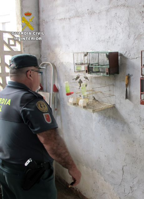 La Guardia Civil recupera una quincena de aves fringílidas en un domicilio de Murcia - 1, Foto 1
