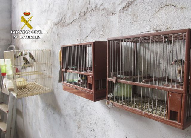 La Guardia Civil recupera una quincena de aves fringílidas en un domicilio de Murcia - 4, Foto 4