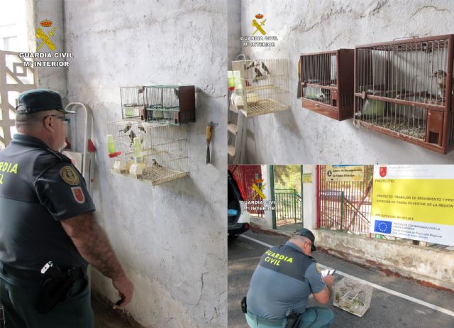 La Guardia Civil recupera una quincena de aves fringílidas en un domicilio de Murcia - 5, Foto 5