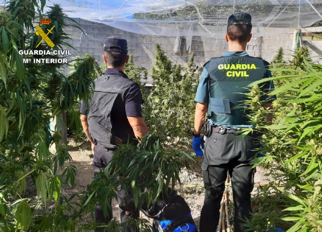 Desmantelan una plantación de marihuana en una explotación ganadera - 1, Foto 1