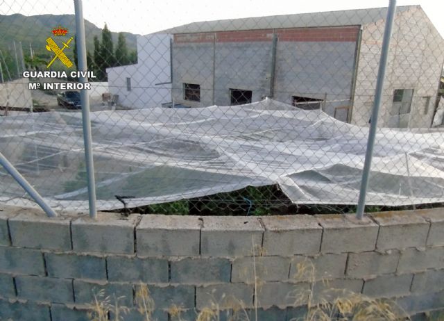 Desmantelan una plantación de marihuana en una explotación ganadera - 2, Foto 2