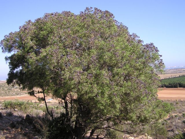 Medio Ambiente valla una parcela en el Parque Regional de Calblanque para proteger del ganado 240 ejemplares de ciprés de Cartagena - 1, Foto 1