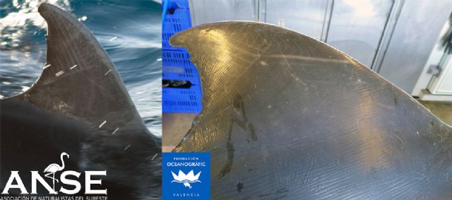 Un delfín identificado por ANSE hace 16 años junto a Cabo de Palos, muere en la costa de Valencia - 1, Foto 1