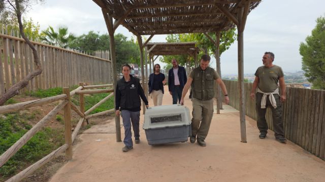 El parque zoológico municipal Terra Natura incorpora un nuevo buitre leonado que no puede vivir en libertad debido a una lesión - 1, Foto 1