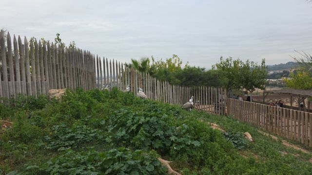 El parque zoológico municipal Terra Natura incorpora un nuevo buitre leonado que no puede vivir en libertad debido a una lesión - 2, Foto 2