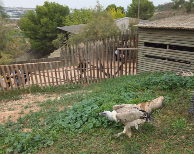 El parque zoológico municipal Terra Natura incorpora un nuevo buitre leonado que no puede vivir en libertad debido a una lesión - 3, Foto 3