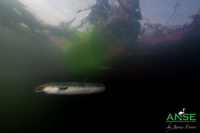 Nuevas anguilas del Mar Menor equipadas con telemetría para conocer su migración - 1, Foto 1