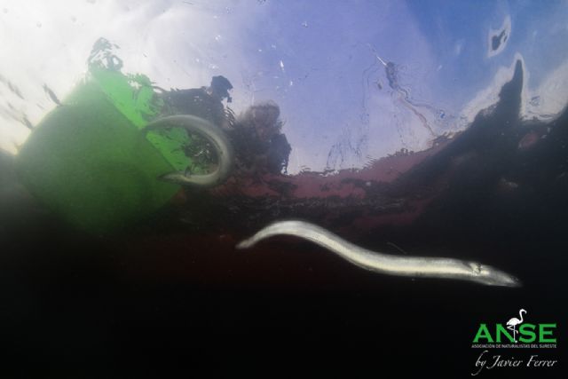 Nuevas anguilas del Mar Menor equipadas con telemetría para conocer su migración - 2, Foto 2