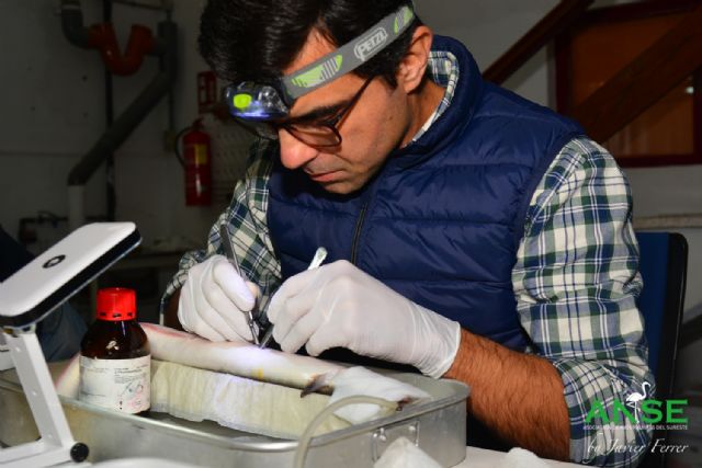 Nuevas anguilas del Mar Menor equipadas con telemetría para conocer su migración - 3, Foto 3