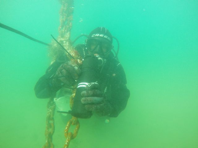 Nuevas anguilas del Mar Menor equipadas con telemetría para conocer su migración - 4, Foto 4
