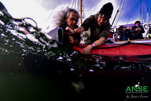 Nuevas anguilas del Mar Menor equipadas con telemetría para conocer su migración - 5, Foto 5