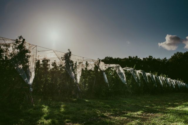 Blue Whale® crece en 2020 y consolida su compromiso con el medio ambiente - 2, Foto 2