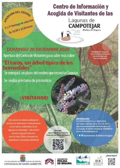 El Centro de Información y Acogida de Visitantes de Las Lagunas de Campotéjar-Salar Gordo de Molina de Segura abre sus puertas al público el domingo 20 de diciembre para dar a conocer una especie vegetal típica de los humedales, el taray - 1, Foto 1