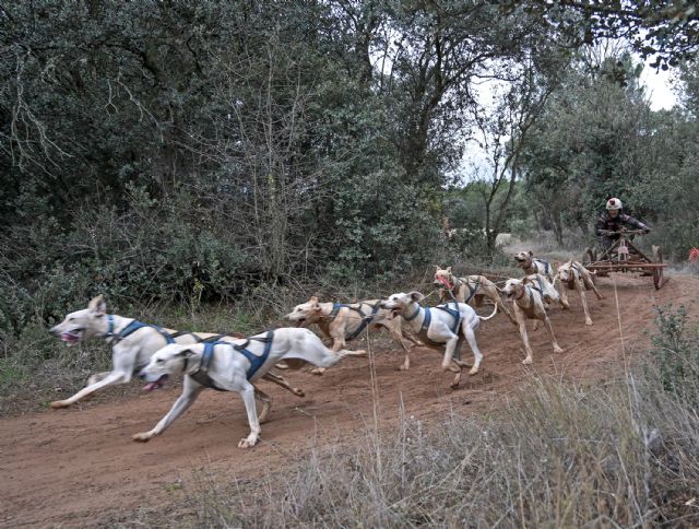El torre&ntilde;o Tomás Ruiz, campeón de Espa&ntilde;a de mushing de sprint en tierra 2025 - 2, Foto 2