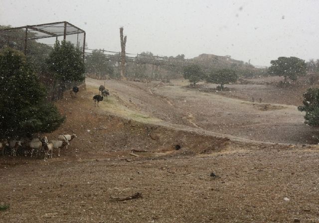 La nieve se deja notar en Terra Natura Murcia - 1, Foto 1
