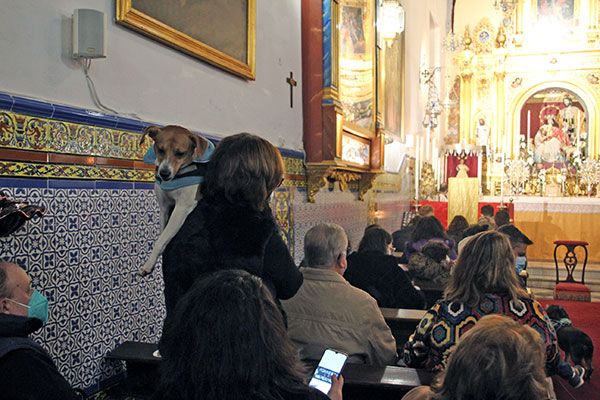 Fiesta de San Antonio Abad y bendición de animales en la Pastora y Santa Marina de Sevilla - 2, Foto 2