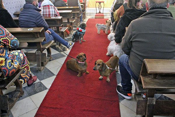 Fiesta de San Antonio Abad y bendición de animales en la Pastora y Santa Marina de Sevilla - 3, Foto 3