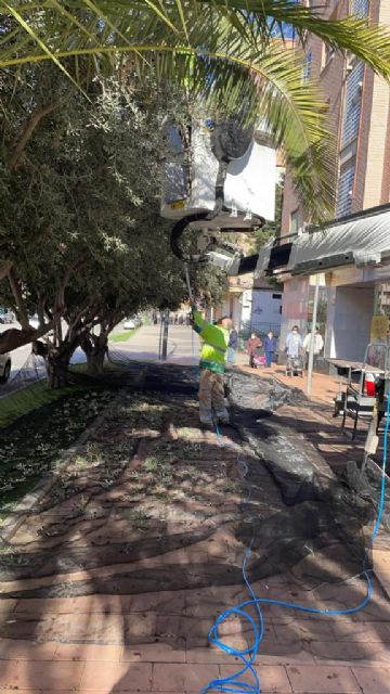 El Ayuntamiento de Lorca recolecta la oliva de los Parques y Jardines municipales cuyo aceite se repartirá entre distintas entidades sociales - 1, Foto 1