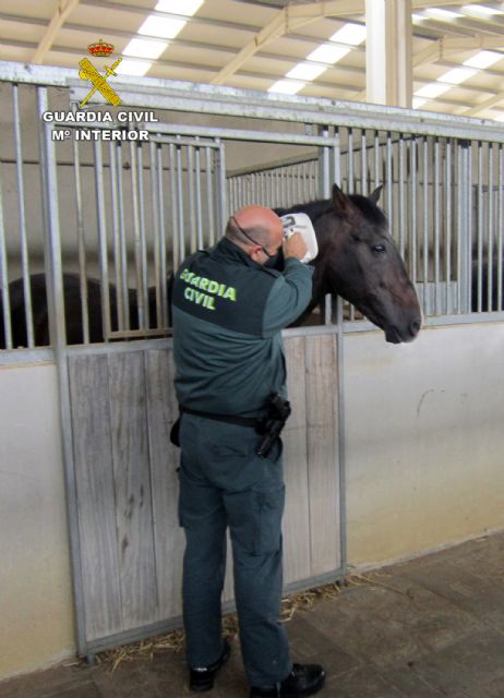 La Guardia Civil destapa las irregularidades presuntamente cometidas por una clínica veterinaria en la confección de pasaportes equinos - 2, Foto 2