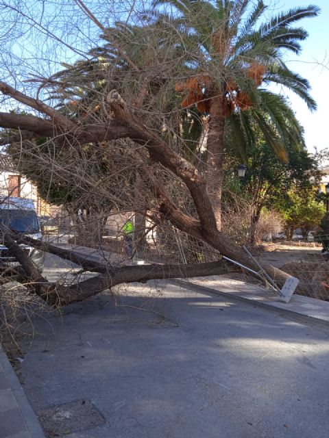 El viento vuelca dos árboles, rompe ramas y provoca desprendimientos de tejas en viviendas - 1, Foto 1