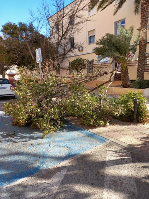 El viento vuelca dos árboles, rompe ramas y provoca desprendimientos de tejas en viviendas - 2, Foto 2