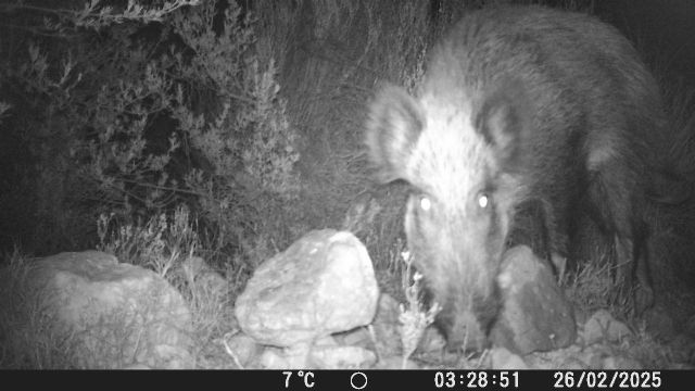 Medio Ambiente concluye un estudio sobre la comunidad de mamíferos en el Parque Regional Sierra del Carche - 2, Foto 2