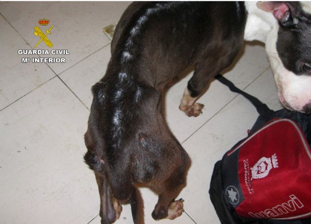 La Guardia Civil investiga a un vecino de Alhama de Murcia por abandono de animales domsticos, Foto 4