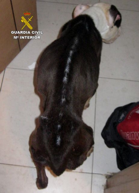 La Guardia Civil investiga a un vecino de Alhama de Murcia por abandono de animales domésticos - 5, Foto 5