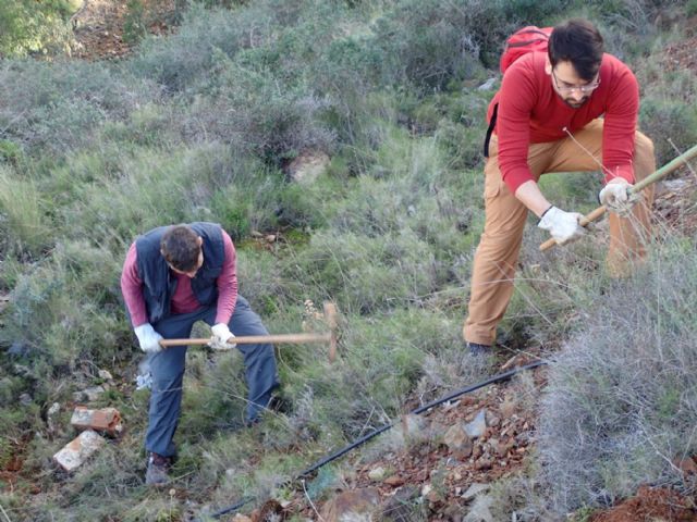 ARBA Cartagena concluye la temporada 2019-20 con la plantación de más de 3.000 árboles autóctonos en las sierras de Cartagena y La Unión - 2, Foto 2