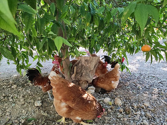 Grupos parlamentarios de la Asamblea Regional de Murcia piden el consumo de huevos libres de jaulas en los comedores públicos de la Comunidad - 1, Foto 1
